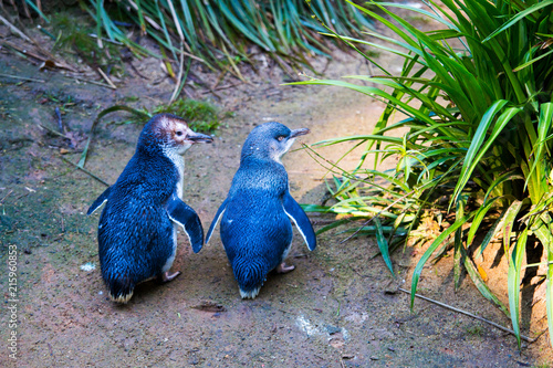 Couple of two little peguins, known as blue little peguin, korora or fairy penguin, walking tohether on the ground. Cute small peguins native to Australia, New Zealand and Phillip Island photo