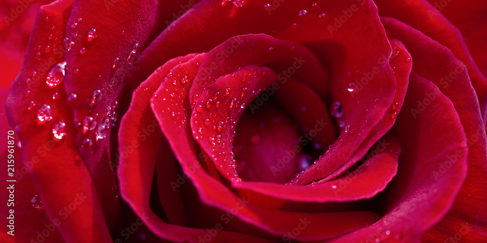 Naklejka premium Red rose closeup with water drop.