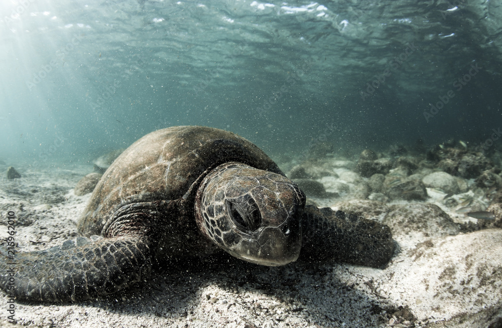 Naklejka premium Żółw zielony (Chelonia mydas) odpoczywa na dnie oceanu na wyspach Galapagos