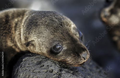 Baby Galapagos sea lion (Zalophus wollebaeki) sunbathing on rocks