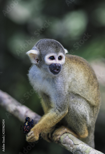 Photography Black capped squirrel monkey eating butterfly in tree
