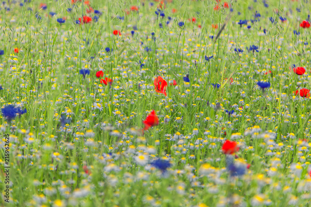 summer field of flowers