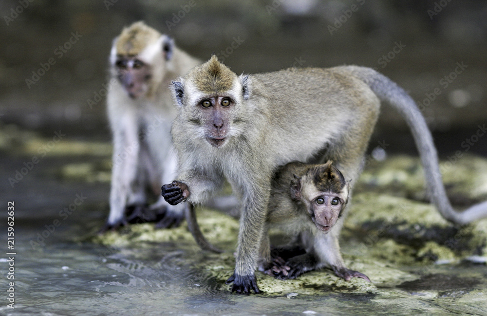 Crab eating macaque (Macaca fascicularis) monkeys on beach in Java, Indonesia