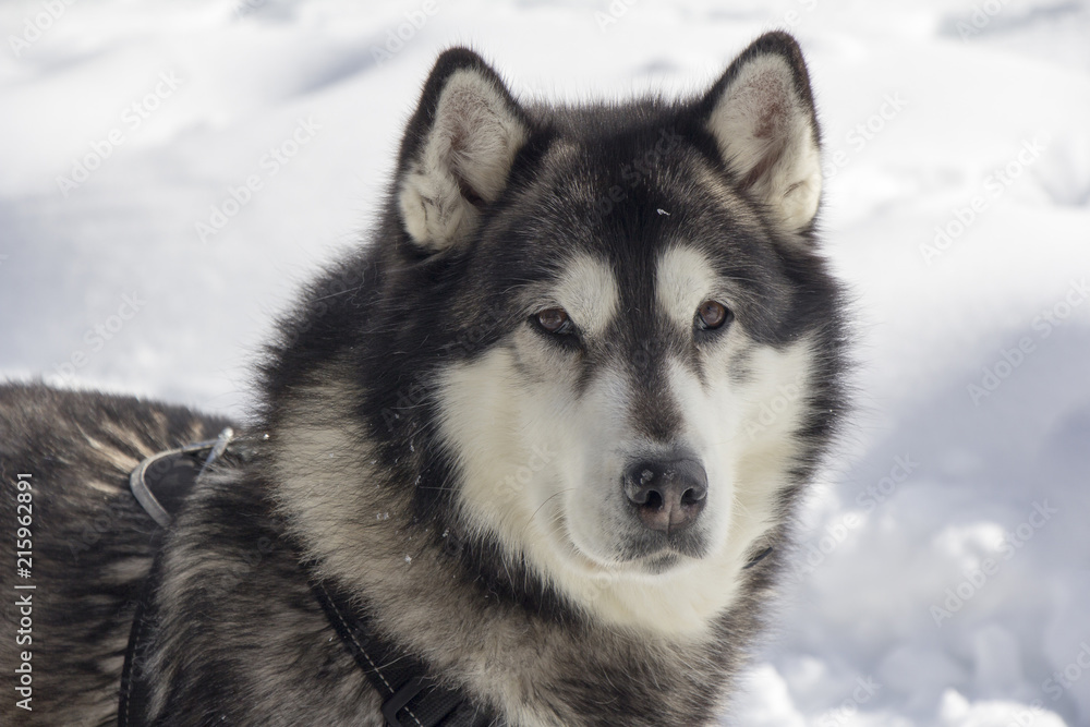 Dog husk outdoors on the snow