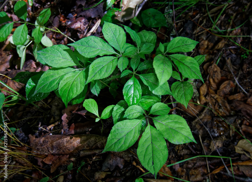 little, young ginseng seedling. Korean wild root ginseng. A close up of the most famous medicinal plant ginseng (Panax ginseng). little, young ginseng seedling. Korean wild root ginseng. A close up of the most famous medicinal plant ginseng (Panax ginseng).
