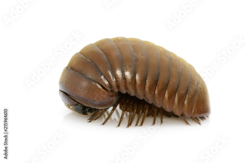 Image of pill millipede(Oniscomorpha) isolated on a white background. Insect. Animal.