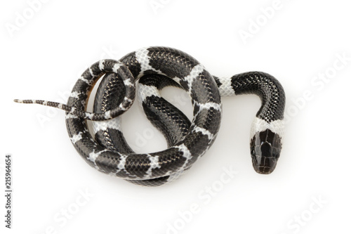 Image of little snake (Lycodon laoensis) on white background., Reptile,. Animals