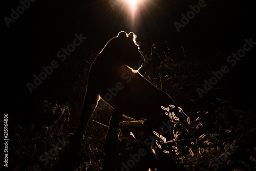A horizontal, back lit photo of a young lion, Panthera leo, silhouetted by a spot light from a vehicle the darkness behind at Djuma private game reserve, South Africa. photo