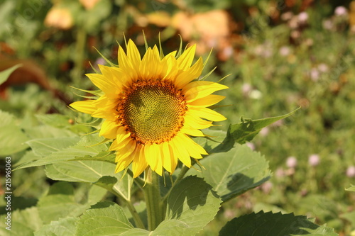 sunflowers bright and yellow