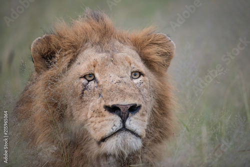 A horizontal, close up, colour image of a scarred lion, Panthera leo, staring with avid interest past the camera in the Greater Kruger Transfrontier Park, South Africa.