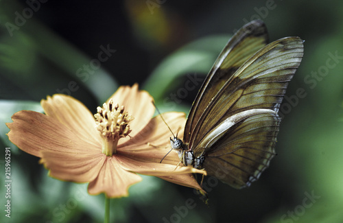 Butterfly pollinating flower