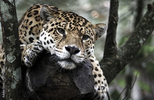 Jaguar  Panthera onca  resting on tree in jungle