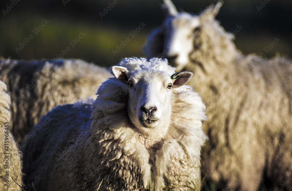 Sheep with full fleece of wool ready for summer shearing, New Zealand