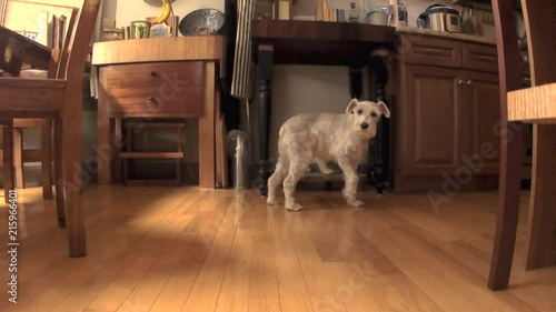 Dog cowering, dog afraid, dog crouching, scared, moves away.