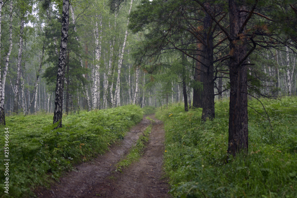 Naklejka premium siberia forest