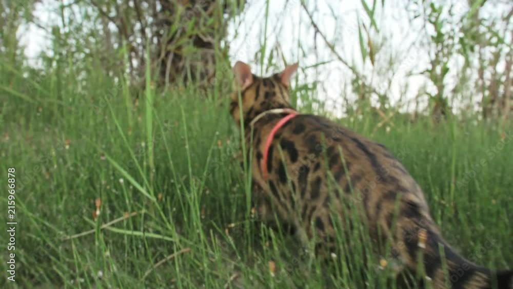 Bengal Reed Vidéo Stock One cat bengal walks on the green grass. Bengal kitty ...
