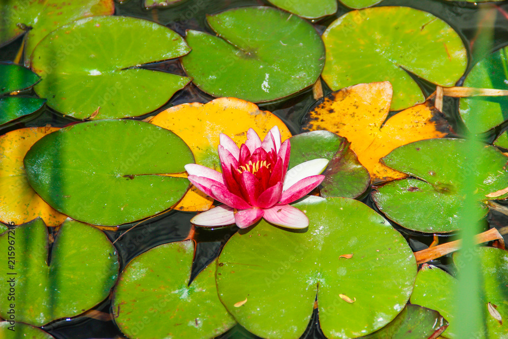 pink water-lily close-up. Water lily on a swamp pink water-lily close-up. Water lily on a swamp