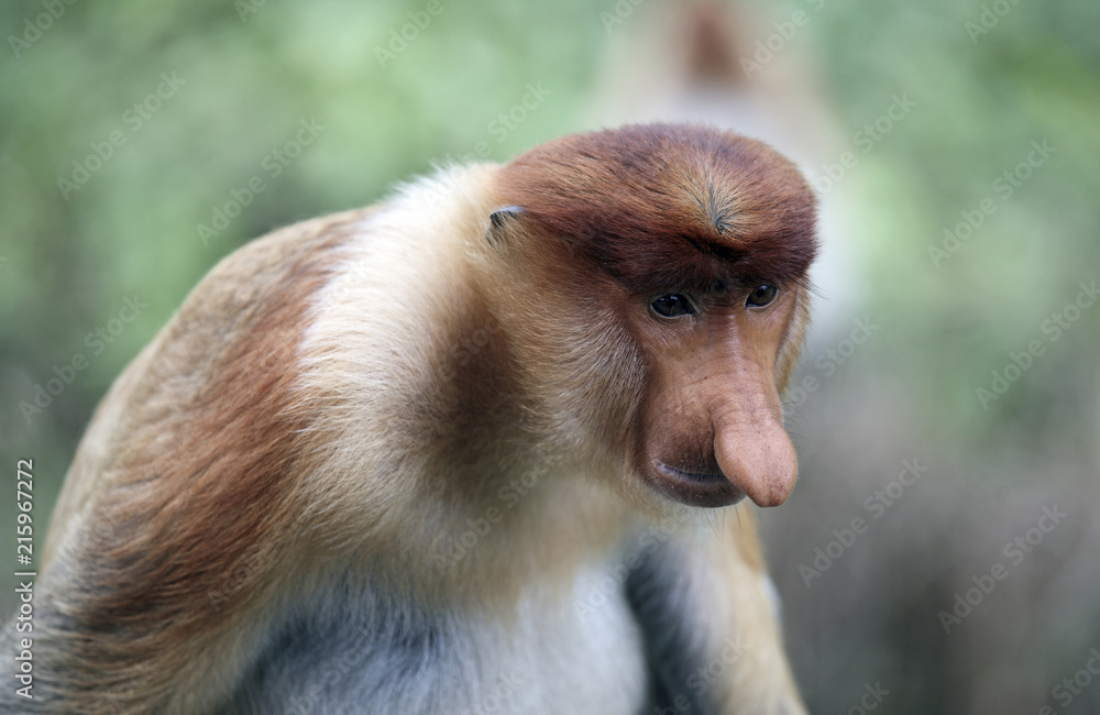 Naklejka premium Male proboscis monkey in mangrove forest, Borneo, Malaysia