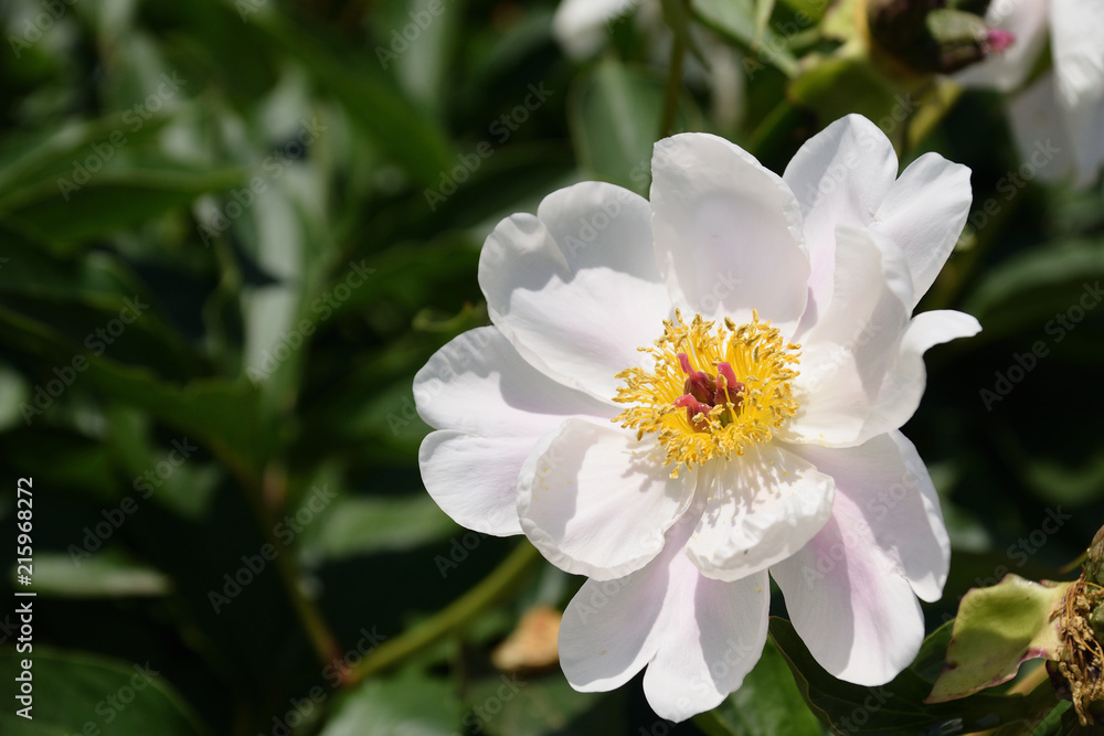 Full blown chinese peony - Paeonia lactiflora. Full blown chinese peony - Paeonia lactiflora.