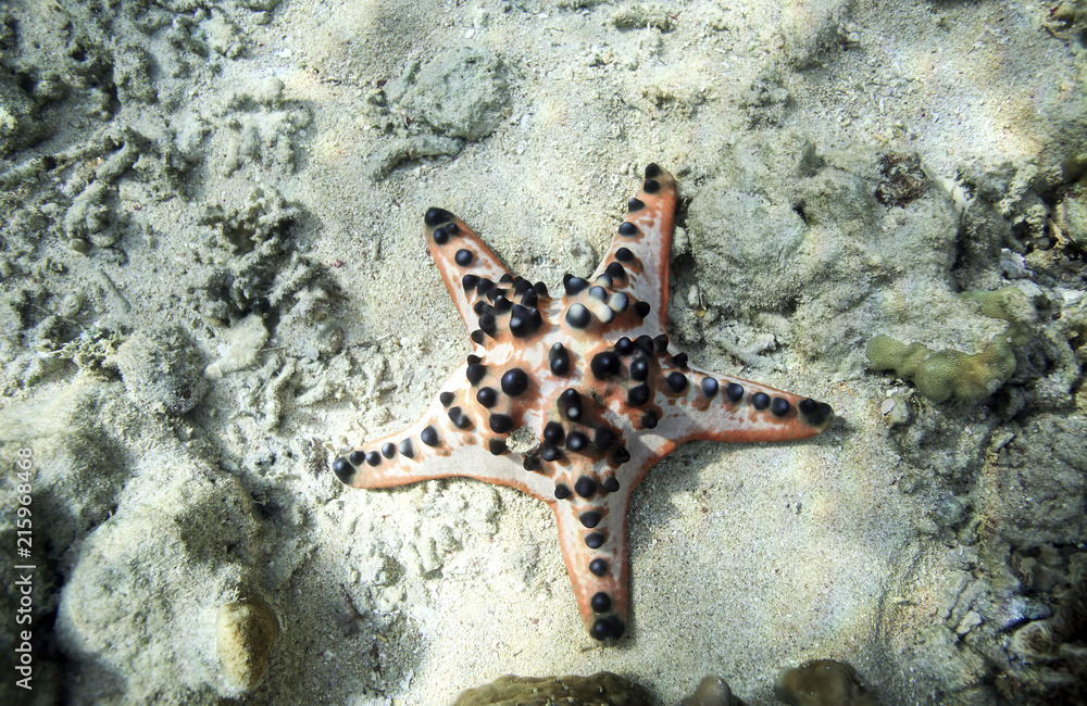 Chocolate Chip Sea Star on ocean floor Chocolate Chip Sea Star on ocean floor