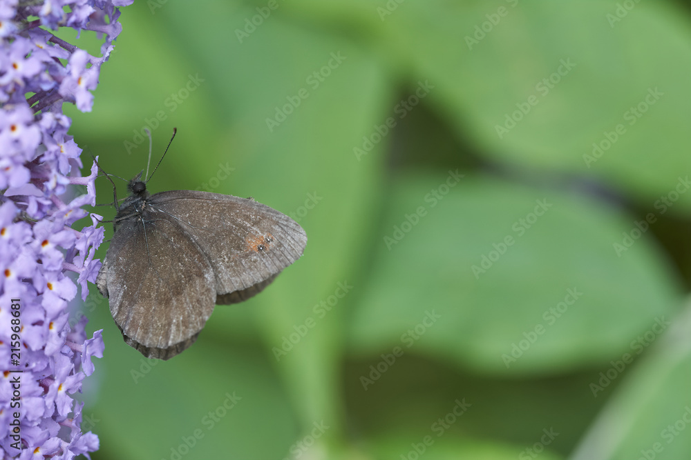 Obraz premium brown butterfly (erebia ligea) feeds on the nectar of a flower