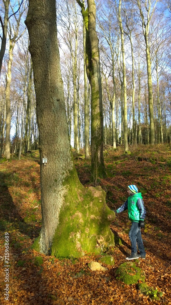 Fototapeta premium Wald