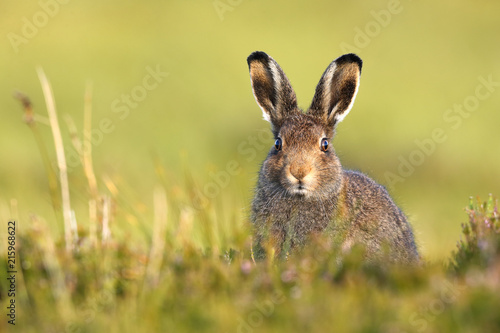 Mountain Hare in Summe coat