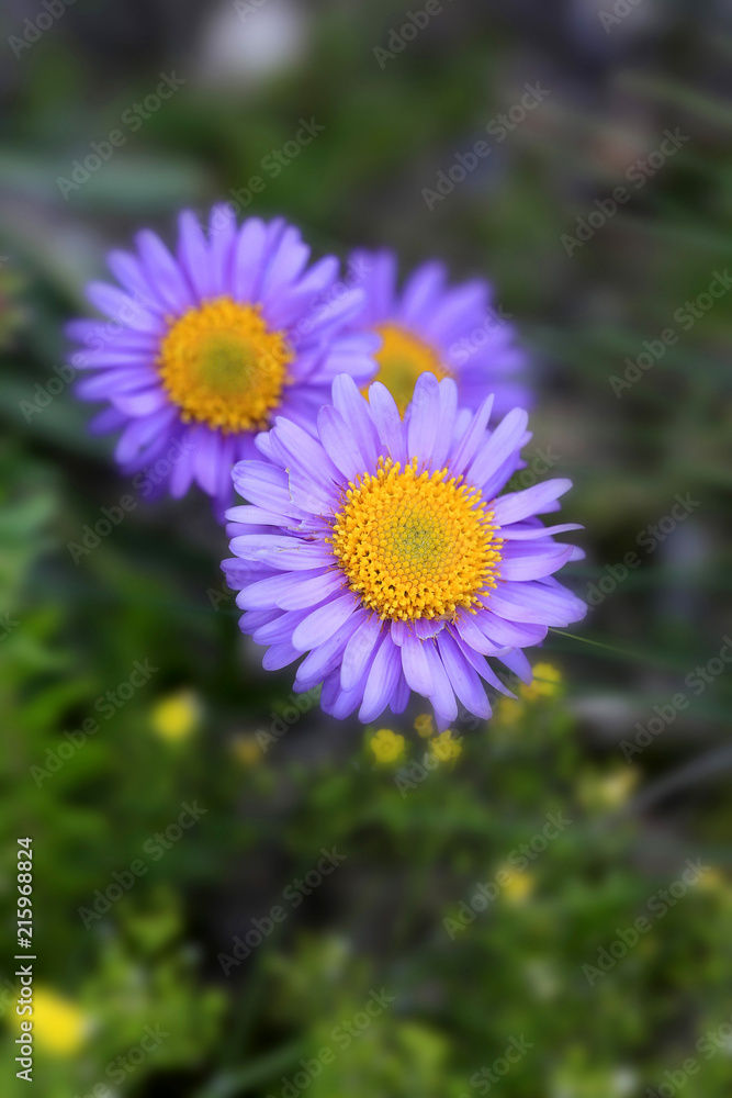 Alpen-Aster (Aster alpinus), Alpen-Sternblume, Blaue Gamsblüh, Blaue Gamswurz Alpen-Aster (Aster alpinus), Alpen-Sternblume, Blaue Gamsblüh, Blaue Gamswurz