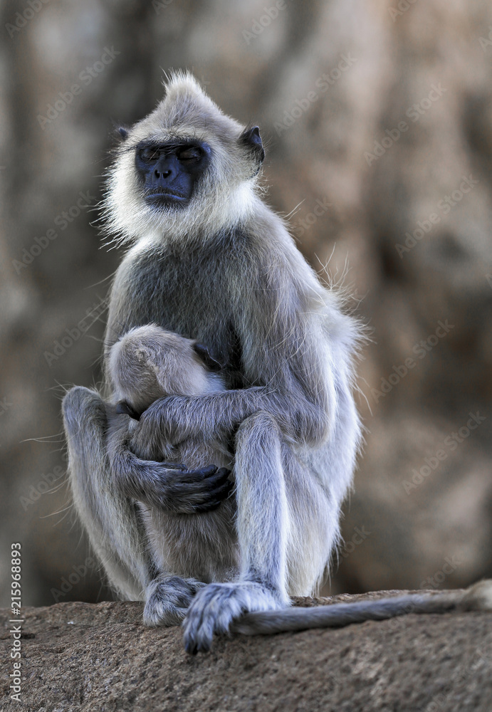 Tufted gray langur (Semnopithecus priam) monkey falling asleep while nursing baby, Sri Lanka