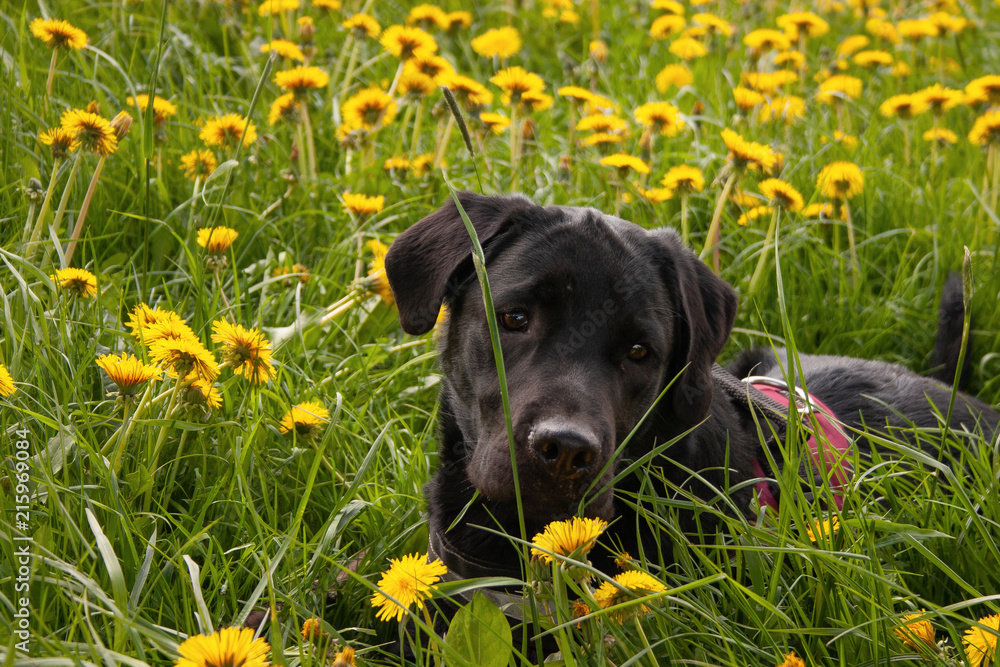 Hund macht Pause in Löwenzahnwiese Hund macht Pause in Löwenzahnwiese