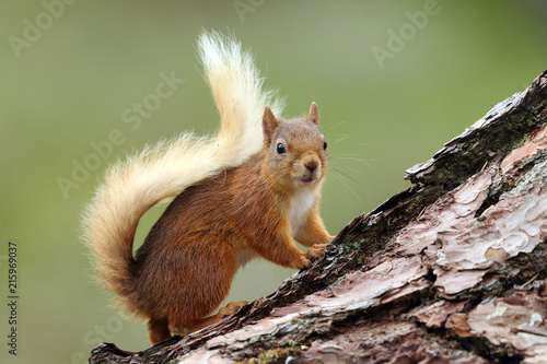 Red Squirrel Scotland © markmedcalf