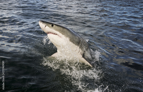 Great white shark (Carcharodon carcharias) breaching on ocean surface