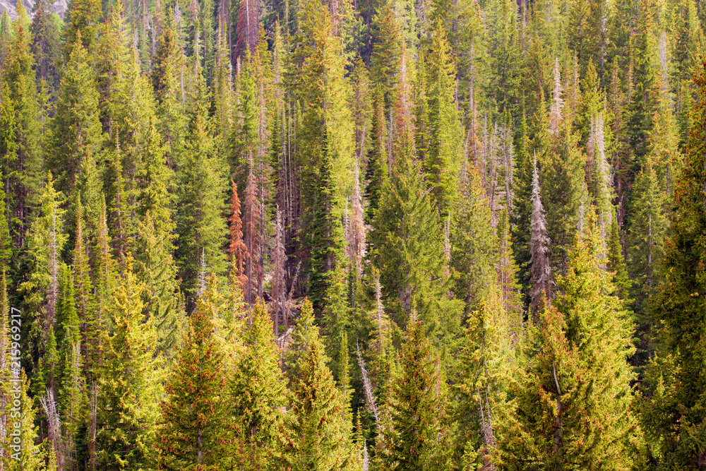 Forest Forest