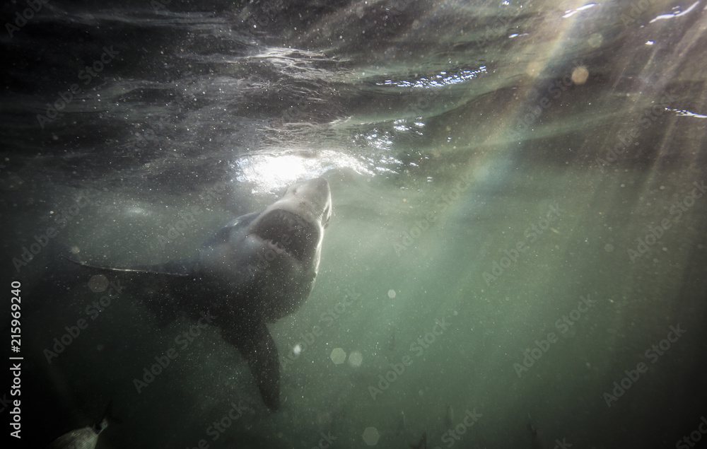 Fototapeta premium Żarłacz biały (Carcharodon carcharias) pływający pod wodą w Afryce Południowej