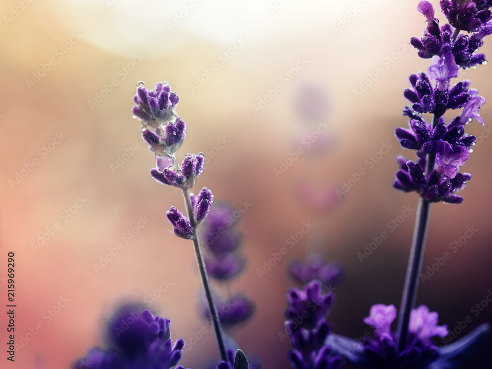 Naklejka premium Lavendel mit Tropfen im Sonnenuntergang