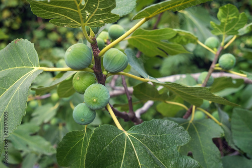 fig tree branch