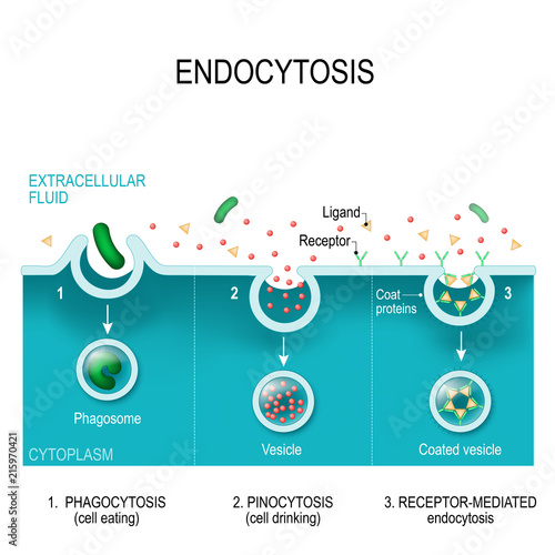The different types of endocytosis photo