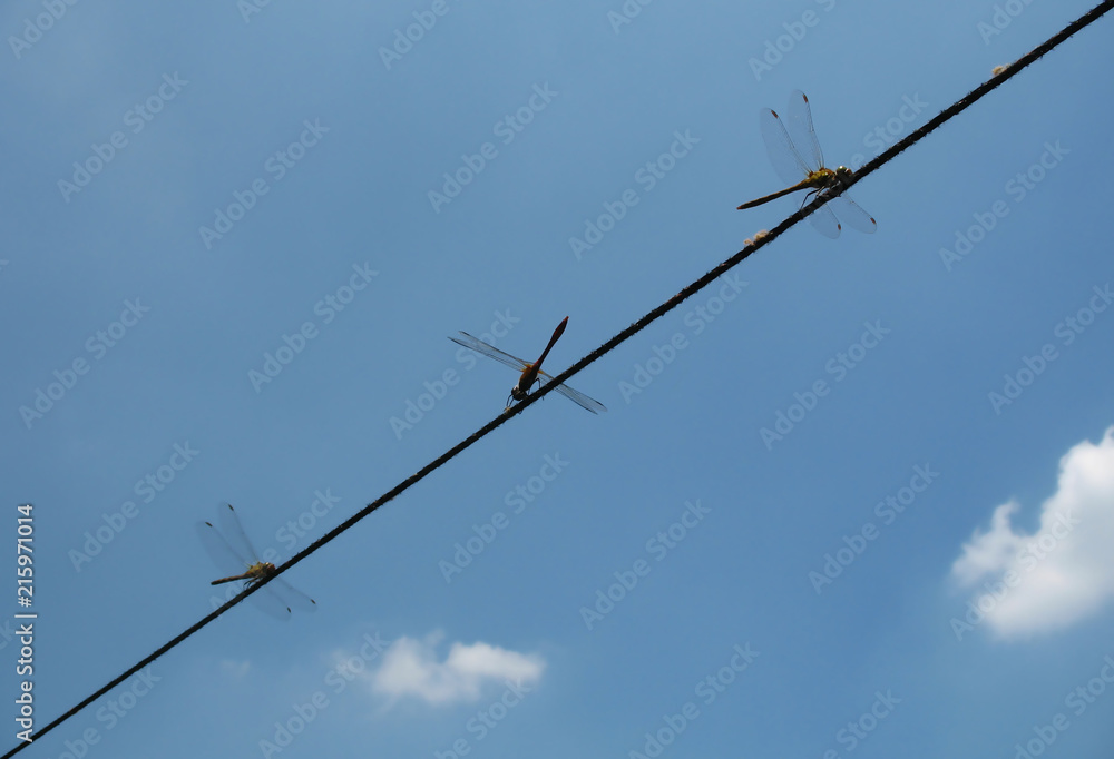 Three dragonflies on a wire with sky background Three dragonflies on a wire with sky background