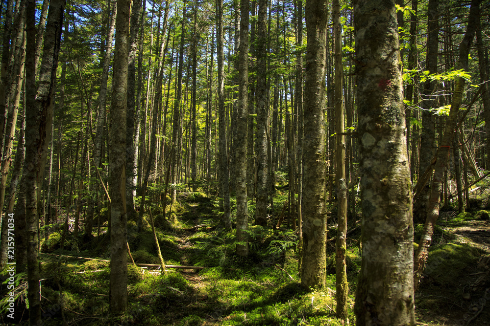 Naklejka premium 八ヶ岳 14