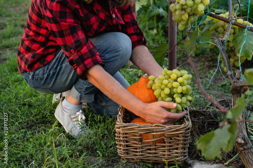 Woman farmer puts pumpkins and grapes in basket