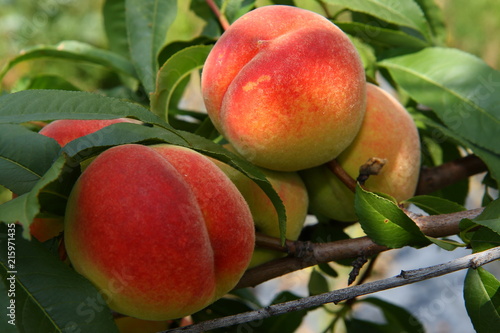 A bunch of mature, large peaches on a branch.