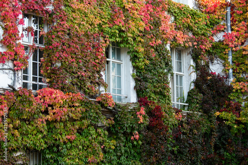 Wall of the building is covered with ivy