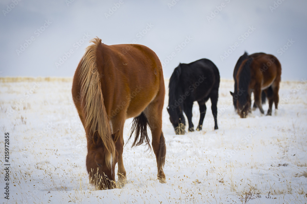 wild horse on the winter field. wild horse on the winter field.
