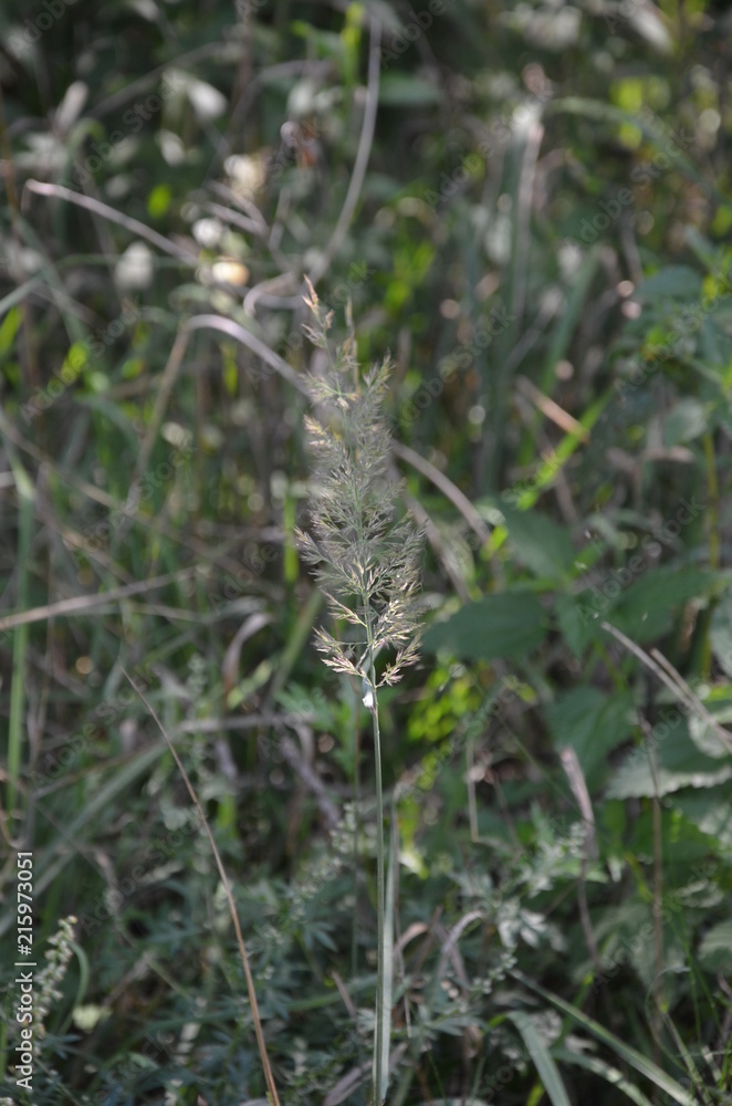 Obraz premium Roślina polna
