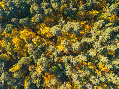 Drone view of stunning colorful autumn forest