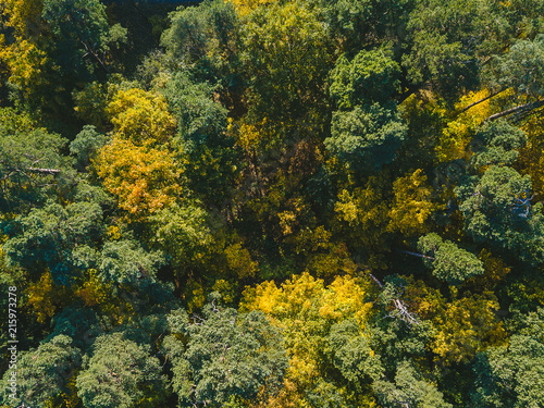 Drone view of stunning colorful autumn forest