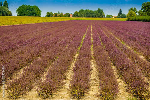 purple ericaceae cultivated fields