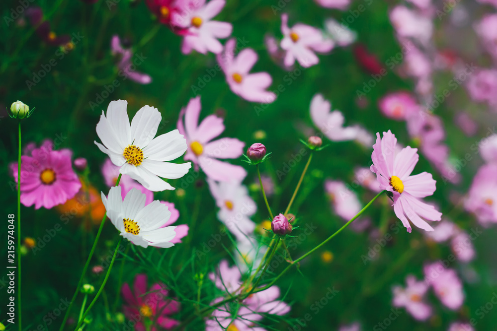 Colorful bright cosmos flowers, beautiful background Colorful bright cosmos flowers, beautiful background