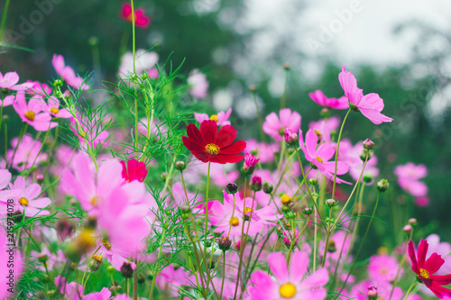 Colorful bright cosmos flowers, beautiful background © Elena