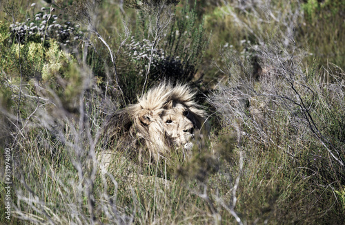 Fototapeta Naklejka Na Ścianę i Meble -  Male lion (Panthera leo) resting among vegetation